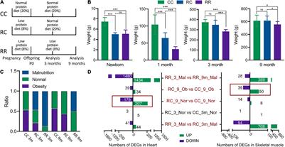 Intrauterine Growth Restriction Induces Adulthood Chronic Metabolic Disorder in Cardiac and Skeletal Muscles